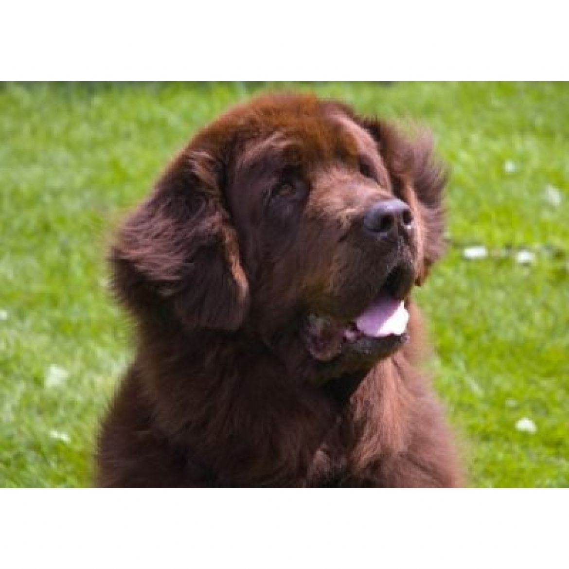 T Cherish Forelove Avalon (05-02-1999)